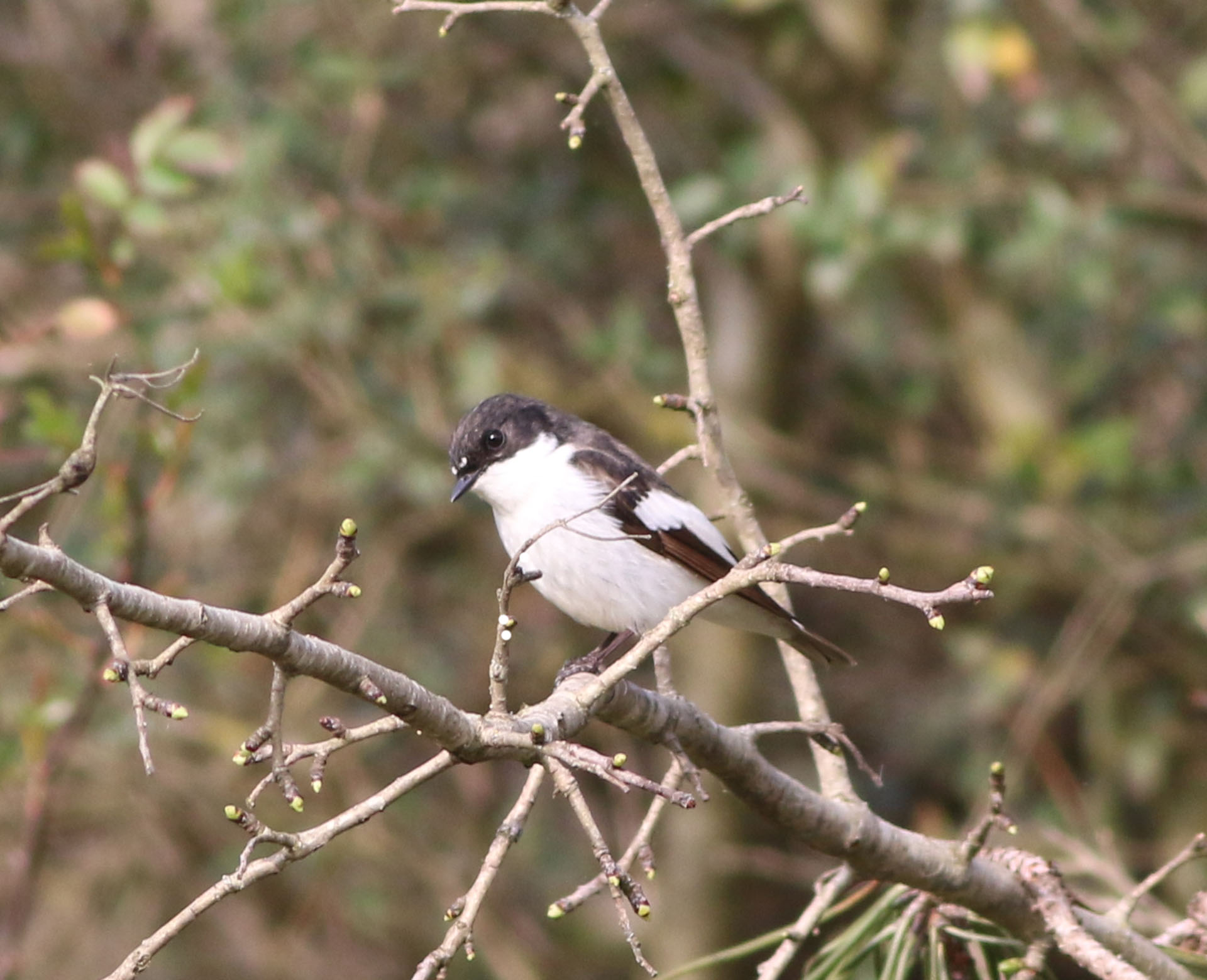 European Pied Flycatcher